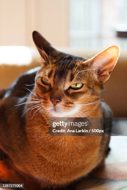 close-up of cat sitting,arlington,virginia,united states,usa - abyssinian cat stock-fotos und bilder