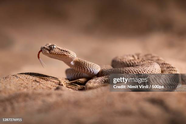 close-up of lizard on rock,united arab emirates - klapperschlange stock-fotos und bilder