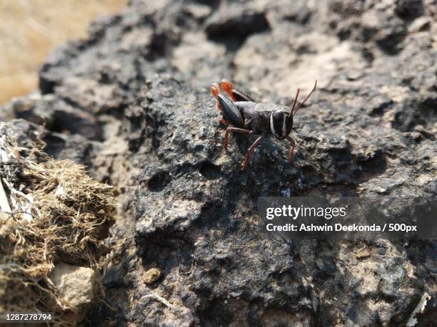 Bhimri Insect 27 Bhimashankar Stock Photos, High-Res Pictures, and Images - Getty Images