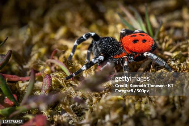 close-up of ant on plant - fotografi ストックフォトと画像