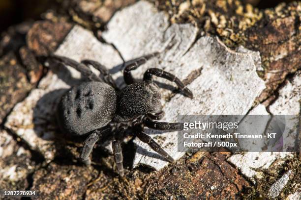 close-up of spider on rock - fotografi ストックフォトと画像