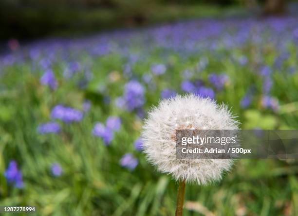close-up of dandelion flower on field,the gorse,united kingdom,uk - dandelion seed stock pictures, royalty-free photos & images