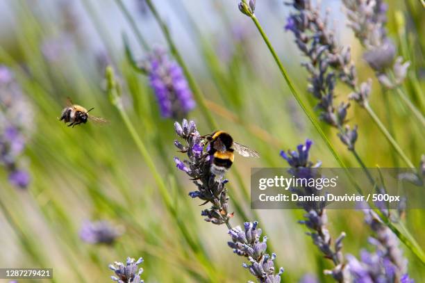 close-up of bee pollinating on purple flower,nalinnes,belgium - bumblebee fotografías e imágenes de stock