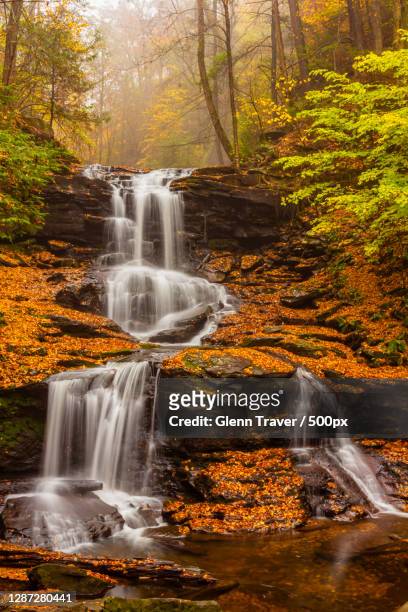 scenic view of waterfall in forest,ricketts glen state park,united states,usa - ricketts glen state park stock pictures, royalty-free photos & images