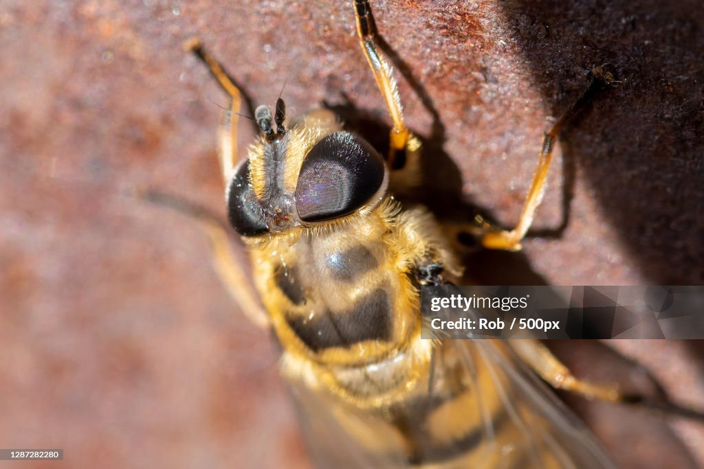Close-up of bee on wood