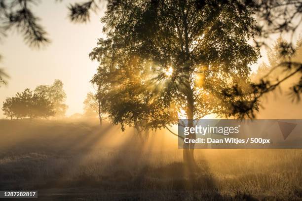 trees on field against sky during sunset,ugchelse bos,ugchelen,netherlands - ochtend fotografías e imágenes de stock