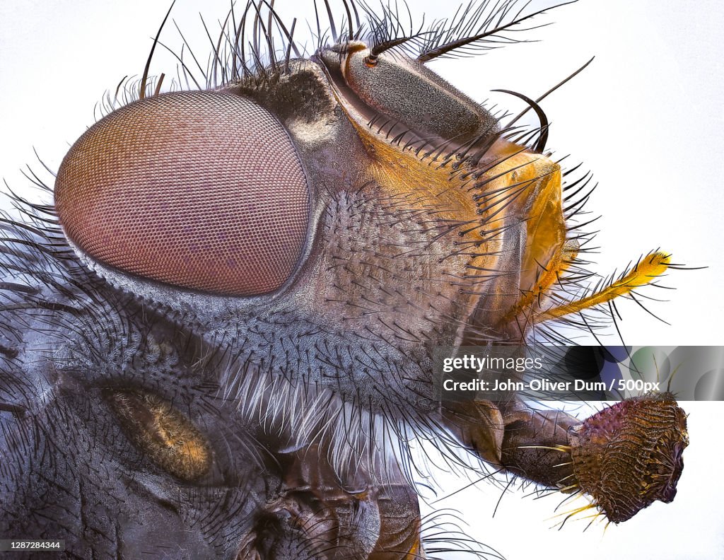 Above An Insect Closeup Of Insect On Plant Against Sky High-Res Stock Photo - Getty Images