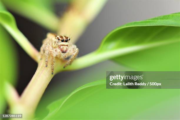 Pathari Insect Puttaparthi Photos and Premium High Res Pictures - Getty Images