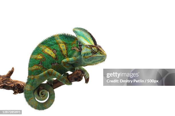 close-up of lizard against white background - camaleon stock-fotos und bilder
