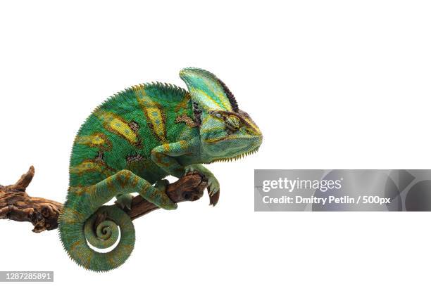 close-up of lizard against white background - camaleon stock pictures, royalty-free photos & images