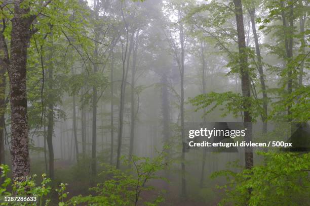 trees in forest,turkey - ertugrul stock pictures, royalty-free photos & images