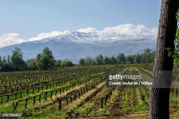 scenic view of vineyard against sky,beqaa valley,lebanon - lebanon wine stock pictures, royalty-free photos & images