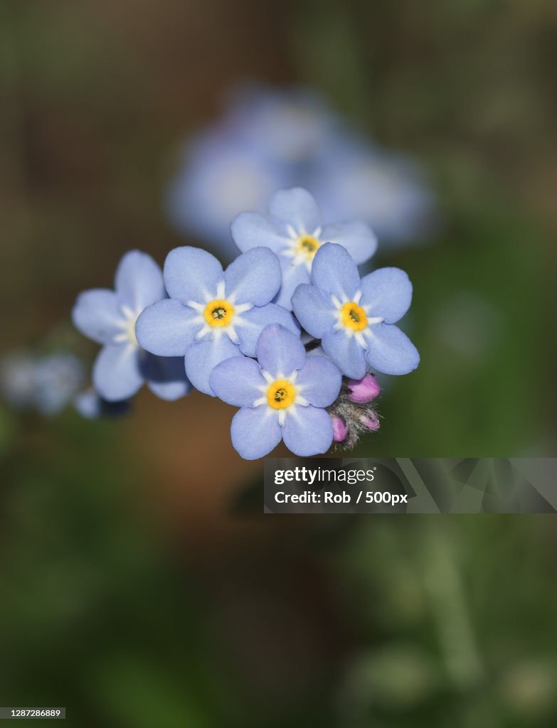 Close-up of purple flowering plant