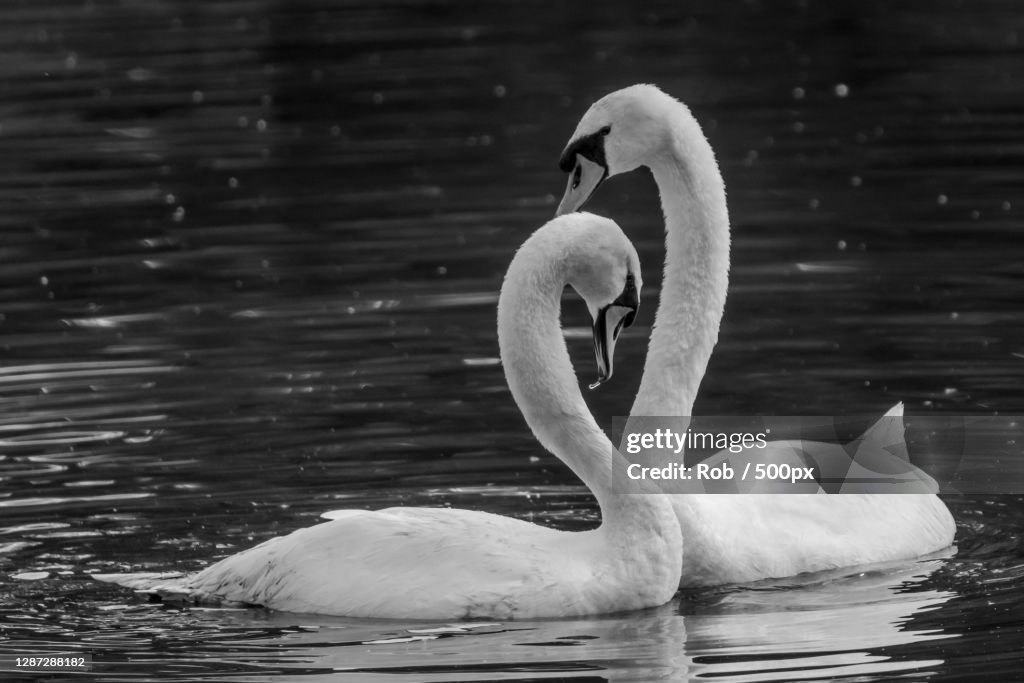 Close-up of swan swimming in lake