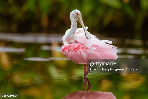 close-up of flamingo in lake,lakeland,florida,united states,usa - rosalöffler stock-fotos und bilder