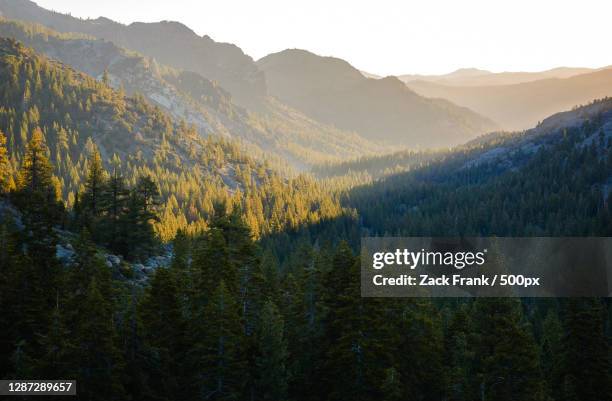 scenic view of pine trees against sky - wilderness stock pictures, royalty-free photos & images