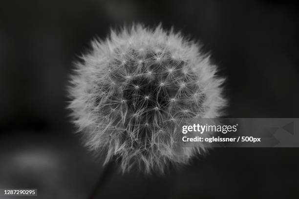 close-up of dandelion flower - zerbrechlichkeit stock-fotos und bilder