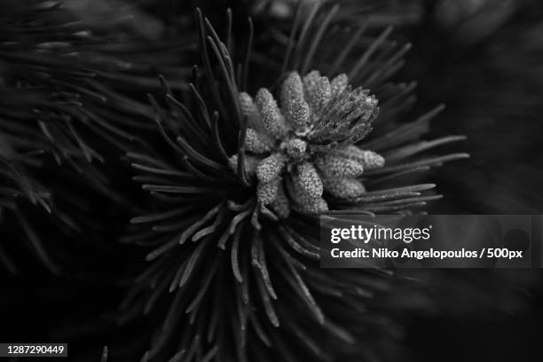 close-up of pine tree,siegen,germany - zerbrechlichkeit stock-fotos und bilder