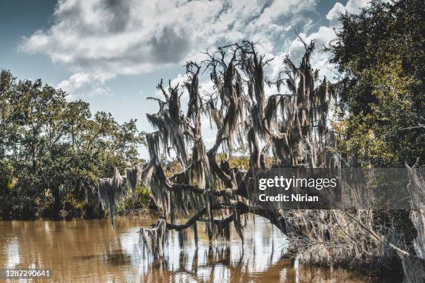 baum mit spanischem moos - bayou stock-fotos und bilder