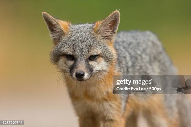 close-up portrait of fox standing on land - graufuchs stock-fotos und bilder