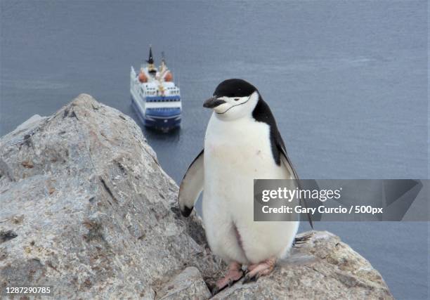 high angle view of penguin perching on rock by sea,antarctica - antarctica boat stock pictures, royalty-free photos & images