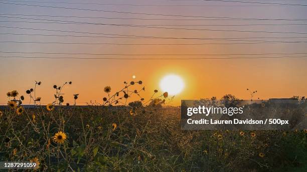 scenic view of field against sky during sunset,plano,texas,united states,usa - plano texas stock pictures, royalty-free photos & images