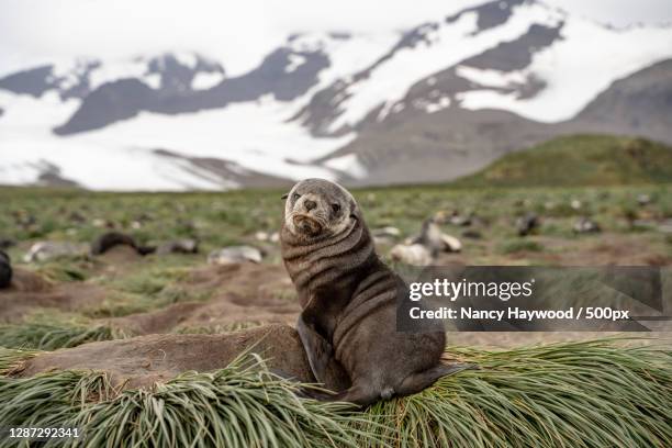 close-up of seal on field against sky - königspinguin stock pictures, royalty-free photos & images