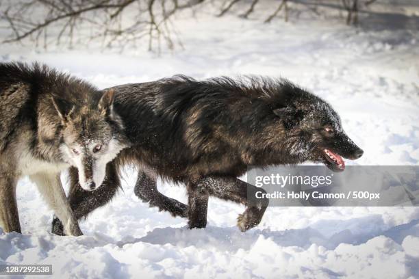 two dogs playing on snow - holly wolf stock pictures, royalty-free photos & images