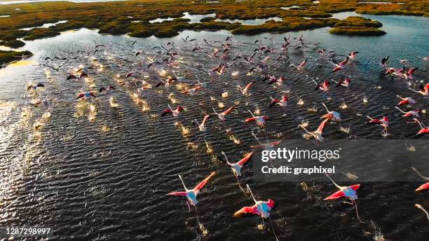 flamingos flying on wetland, izmir - flamingo bird stock pictures, royalty-free photos & images