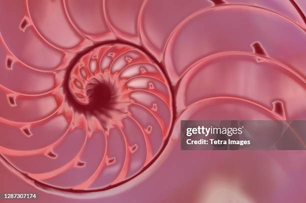 Golden Section Shell Golden Ratio Shell Photos and Premium High Res Pictures - Getty Images