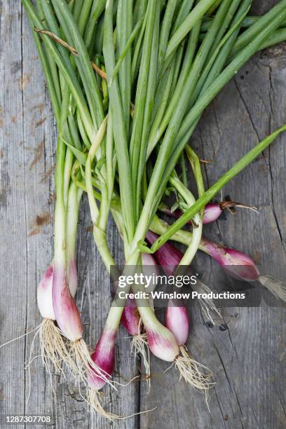 ramps with roots and stems on wooden table - wild leek stock pictures, royalty-free photos & images