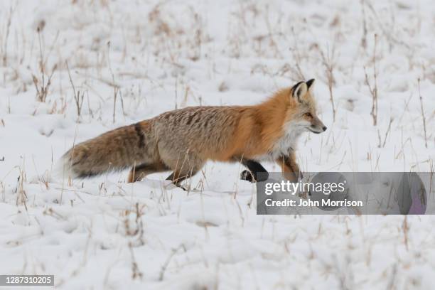 413 Snow Mouse Photos and Premium High Res Pictures - Getty Images 413 Snow Mouse Photos and Premium High Res Pictures - Getty Images