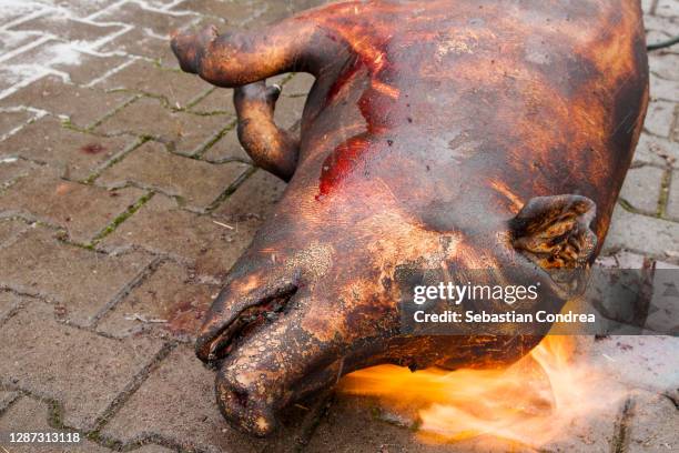 butcher handles a slaughtered pig - big hair stockfoto's en -beelden