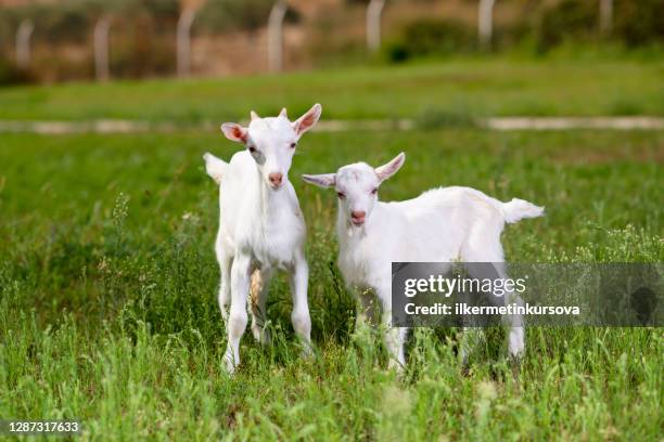 mooie baby geiten - geit stockfoto's en -beelden