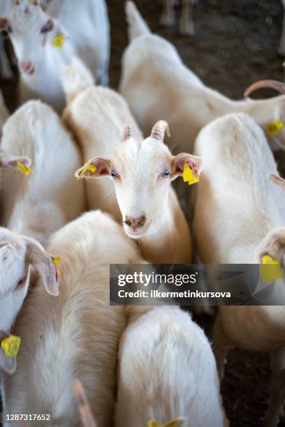 goats waiting for some food - goat pen stock pictures, royalty-free photos & images