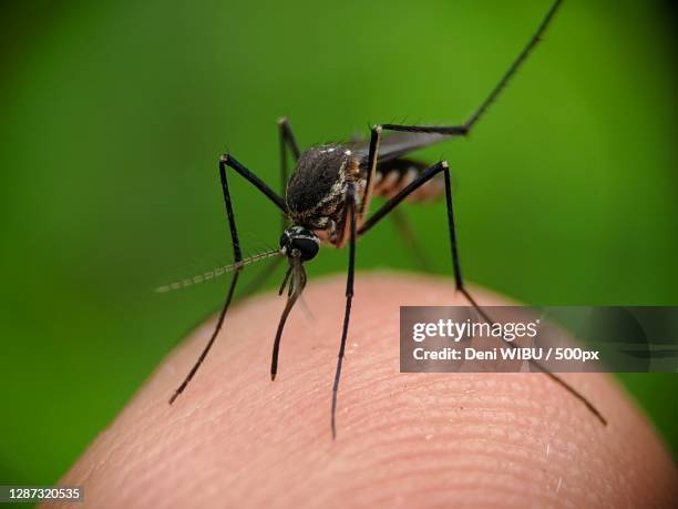 close-up of insect on hand - zanzara foto e immagini stock