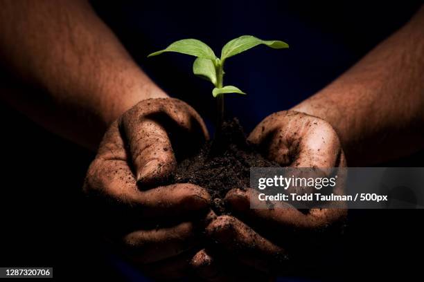 cropped hands holding plant,indianapolis,indiana,united states,usa - hands cupped empty stockfoto's en -beelden