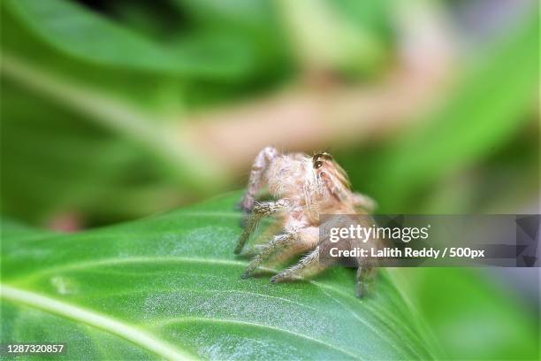 Pathari Insect Puttaparthi Photos and Premium High Res Pictures - Getty Images