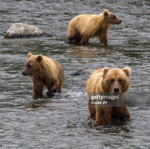 alaskan brown bears at katmai national park - kodiak brown bear stock pictures, royalty-free photos & images