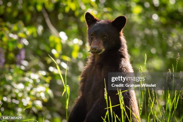 144 Rampant Bear Stock Photos, High-Res Pictures, and Images - Getty Images
