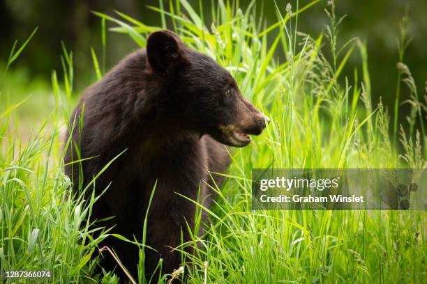 black bear in whistler - american black bear stock pictures, royalty-free photos & images