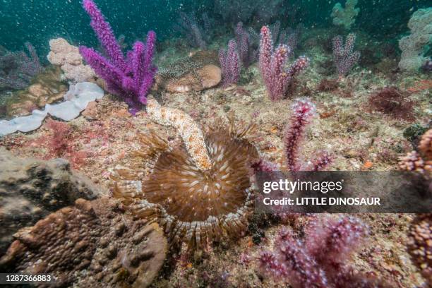 sea cucumber（holothuria (stauropora) pervicax selenka, 1867 and sea anemone（phymanthus muscosus haddon & shackleton, 1893） - holothuria stock pictures, royalty-free photos & images
