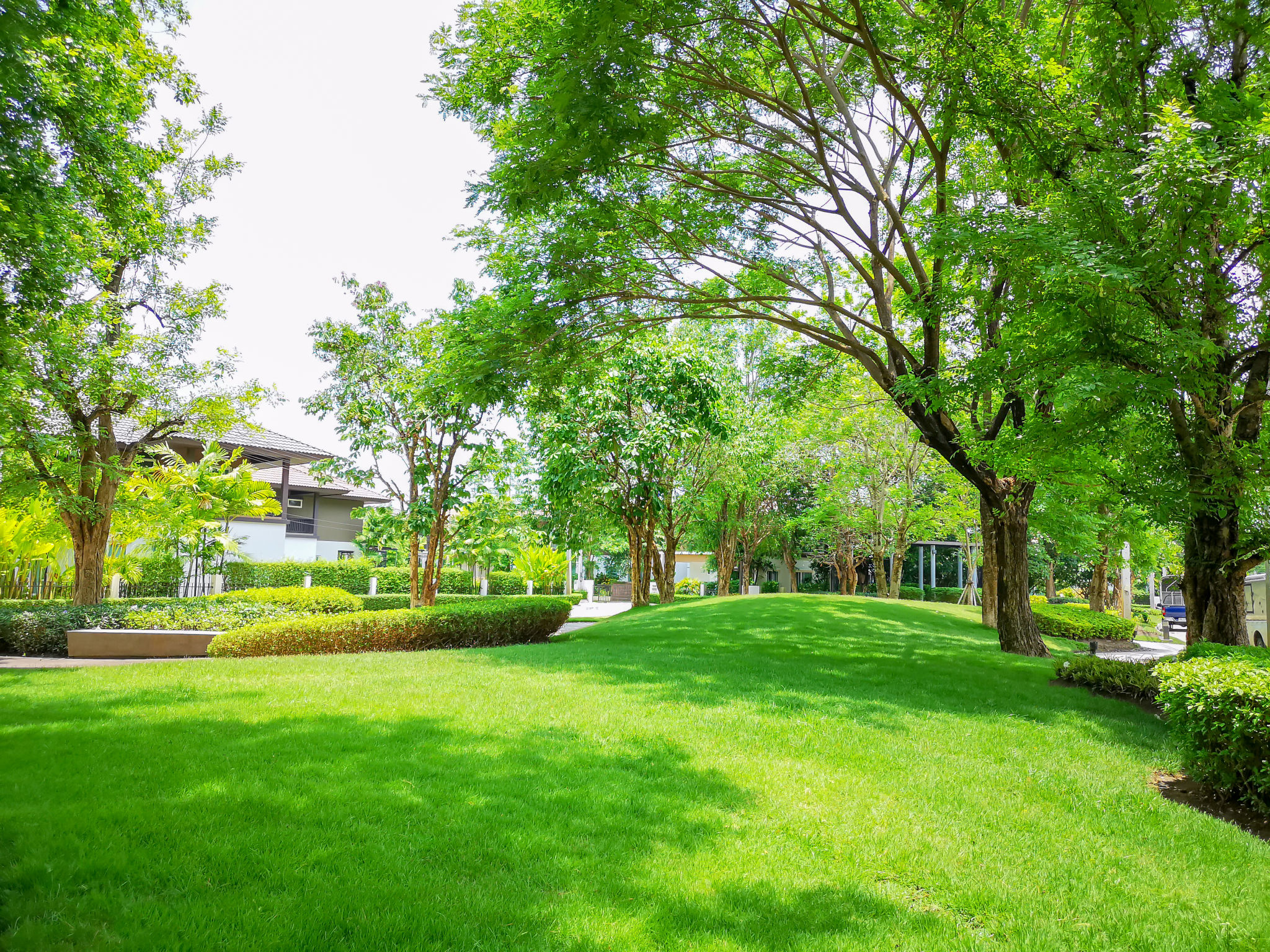 summer lawn maintenance