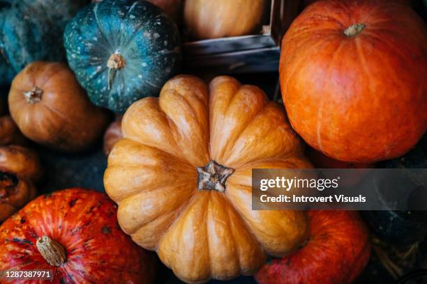 colourful pumpkin background in different shapes - kalebasse stock-fotos und bilder