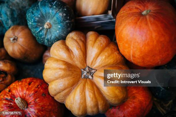 colourful pumpkin background in different shapes - autumn harvest stock pictures, royalty-free photos & images