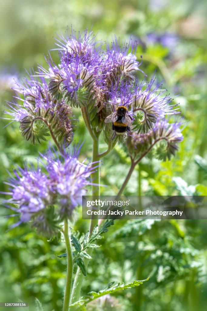 Phacelia tanacetifolia also known as lacy phacelia, blue tansy or purple tansy flowers