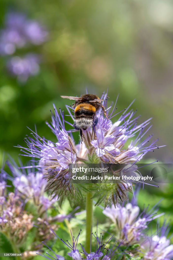 Honey Bee collecting pollen from Phacelia tanacetifolia also known as lacy phacelia, blue tansy or purple tansy flowers