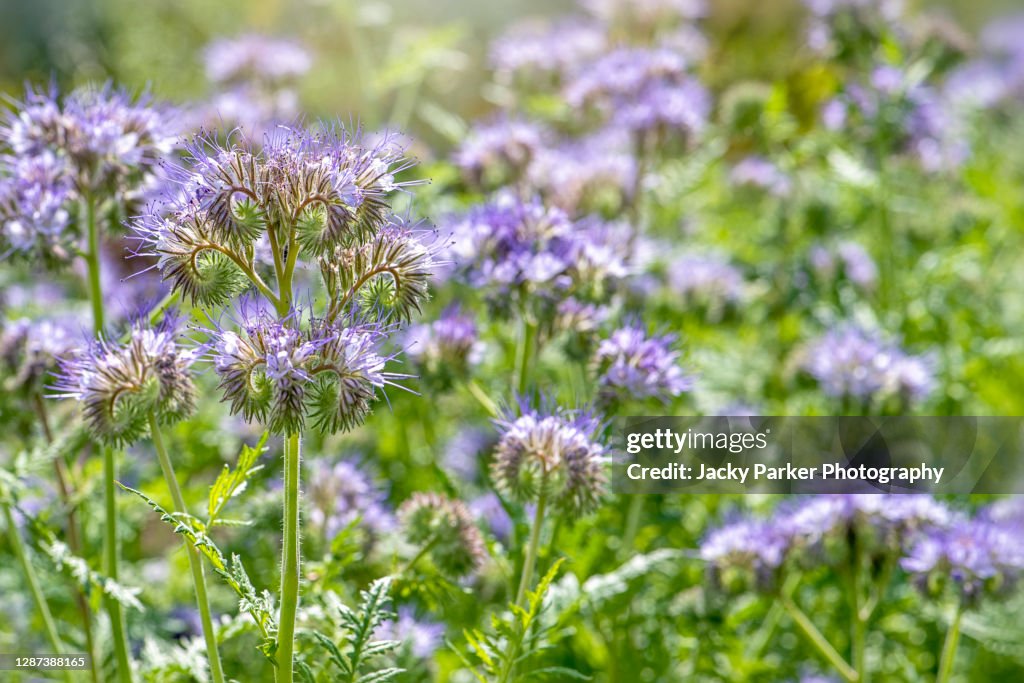 Phacelia tanacetifolia also known as lacy phacelia, blue tansy or purple tansy flowers