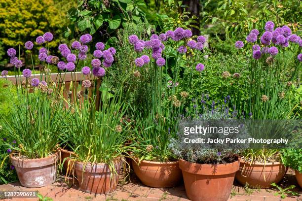 a collection of terracotta plant pots with purple allium flowers planted for a summer display - aglio foto e immagini stock