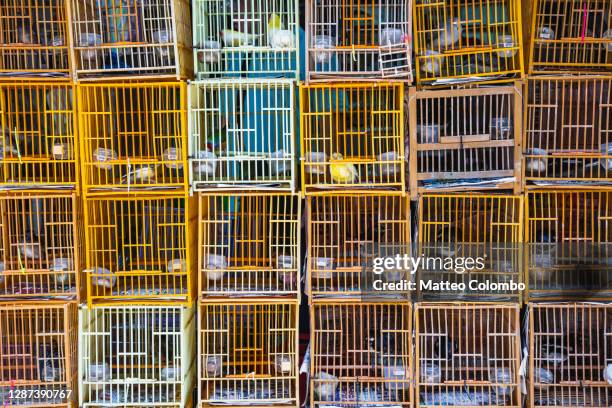 bird cages, hong kong, china - mong kok imagens e fotografias de stock